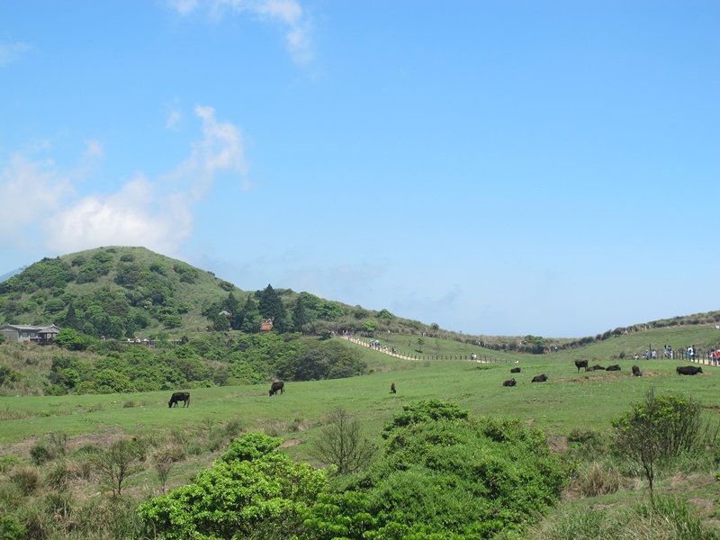 【陽明山】竹子湖、擎天崗、地熱谷