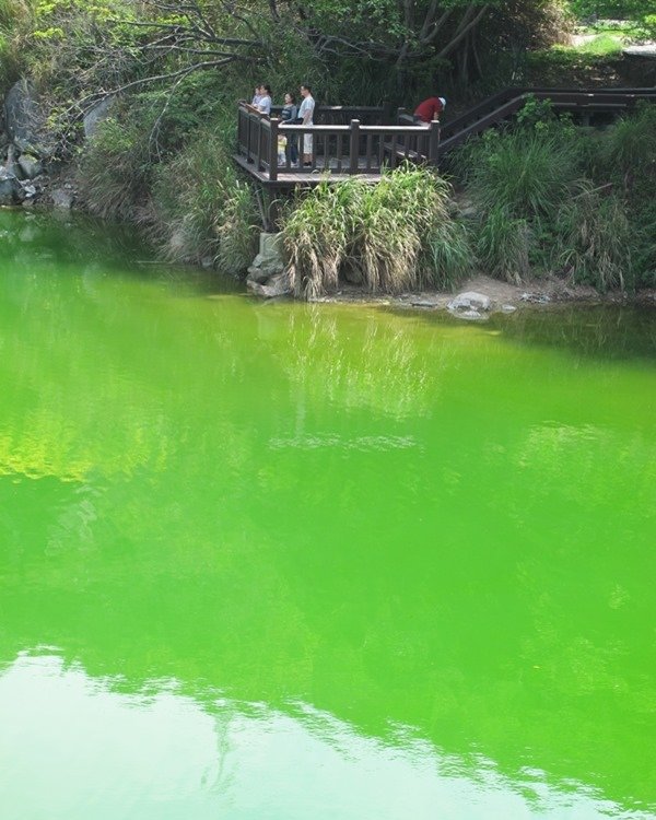 【陽明山】竹子湖、擎天崗、地熱谷