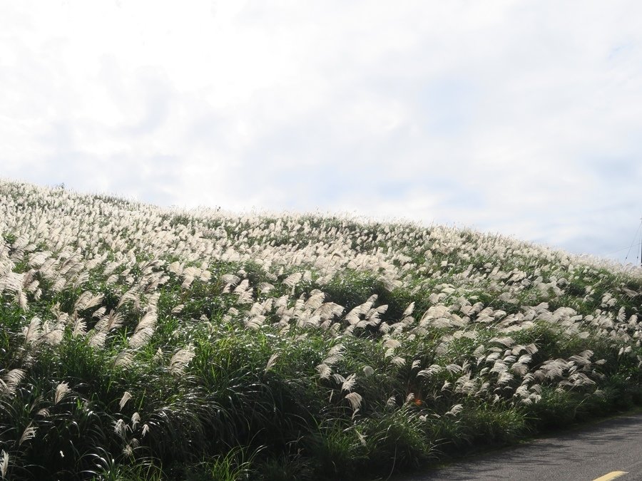 【新北】五分山步道 賞芒花