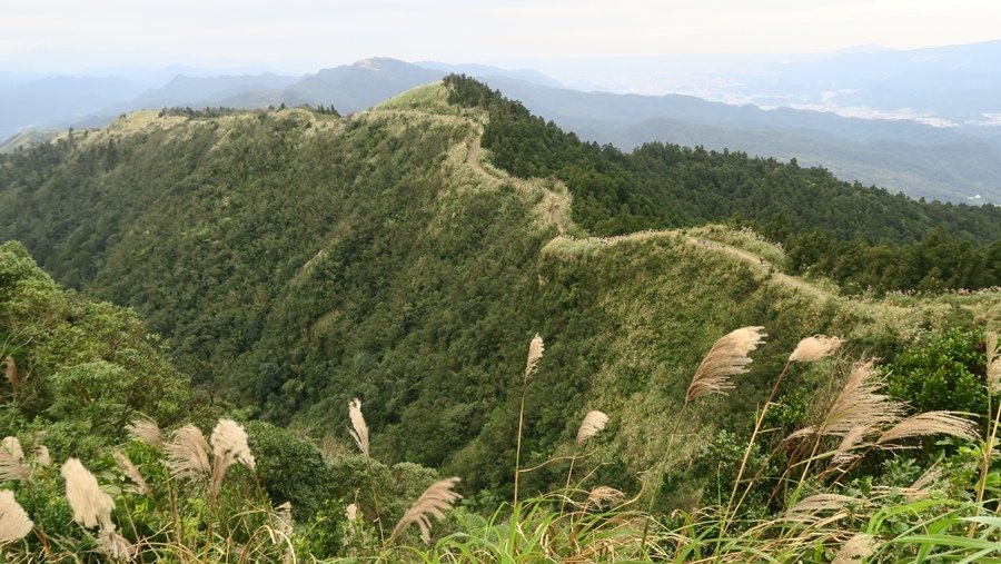 【新北】五分山步道 賞芒花