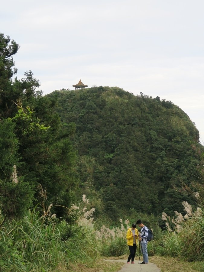 【新北】五分山步道 賞芒花