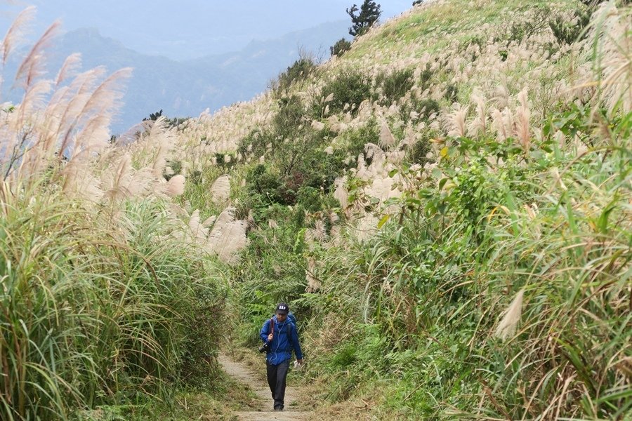 【新北】五分山步道 賞芒花