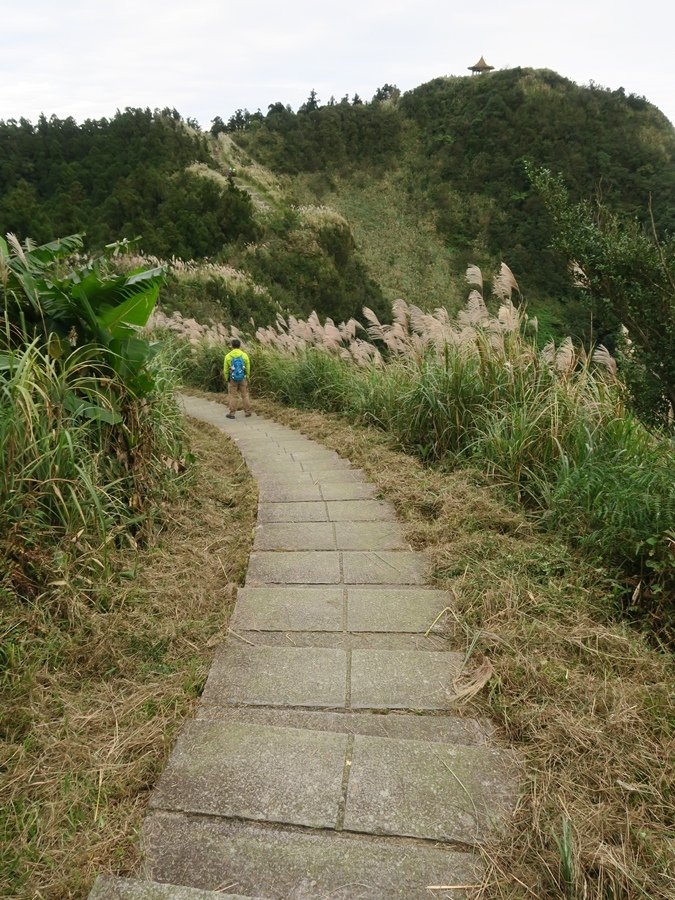 【新北】五分山步道 賞芒花