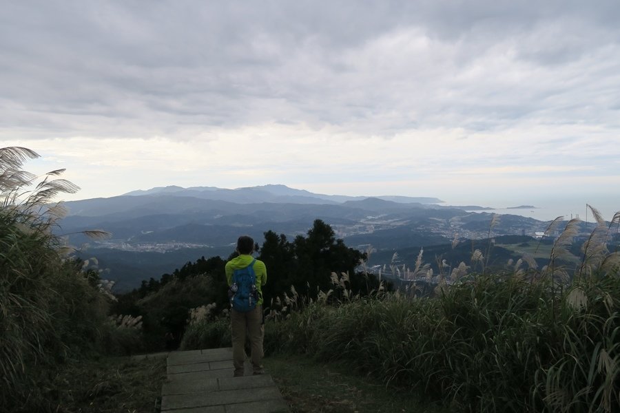 【新北】五分山步道 賞芒花