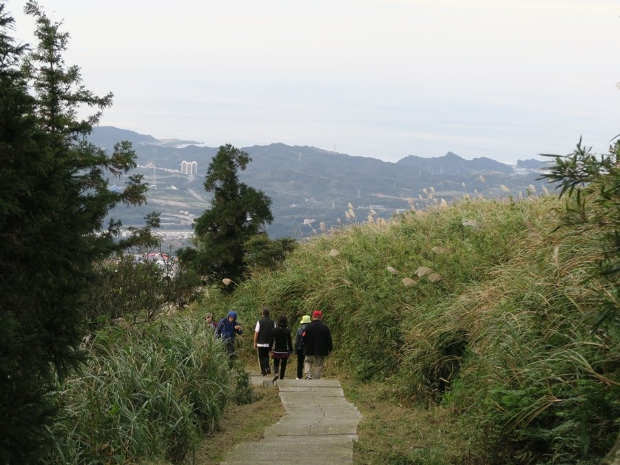 【新北】五分山步道 賞芒花