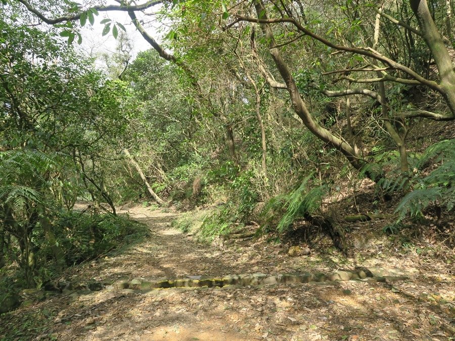 金包里大路(魚路古道) (69).JPG