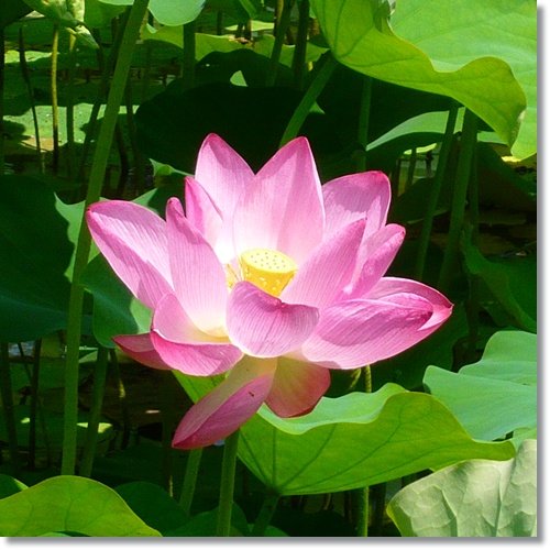 20110507南投188-1.jpg