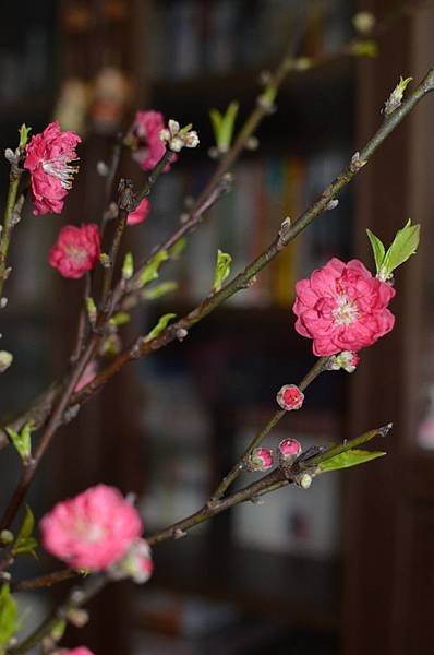 家裡的杏花（櫻花？）