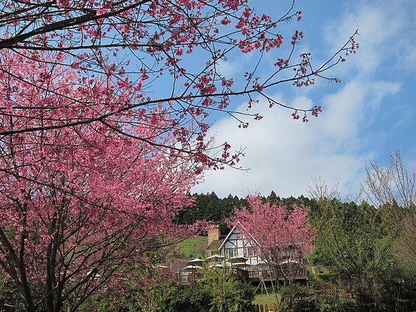 山上人家