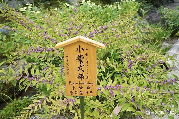小紫式部