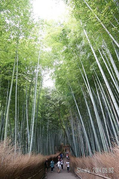 竹林小徑