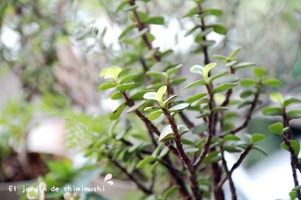 樹馬齒莧的一天 (3).JPG