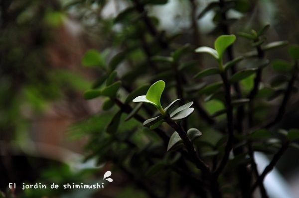 樹馬齒莧的一天 (4).JPG