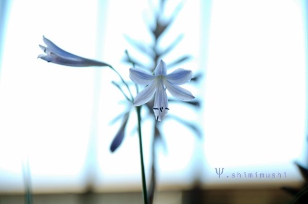 百子蓮 (1).JPG