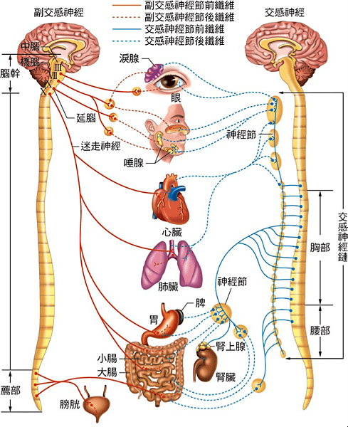 自律神經.png