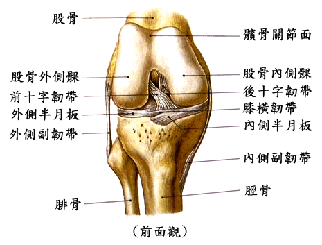 膝關節前面觀.gif