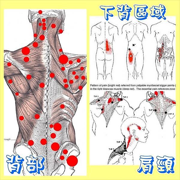 肌筋膜1.jpg