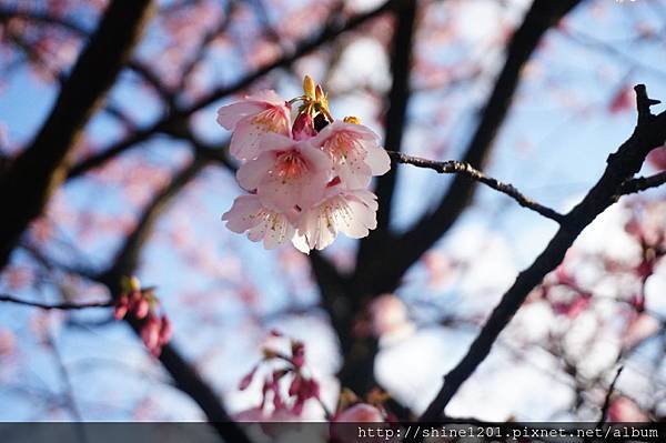 陽明山賞櫻花【平菁街42巷賞櫻花】