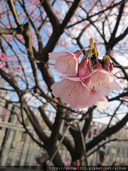 陽明山賞櫻花【平菁街42巷賞櫻花】