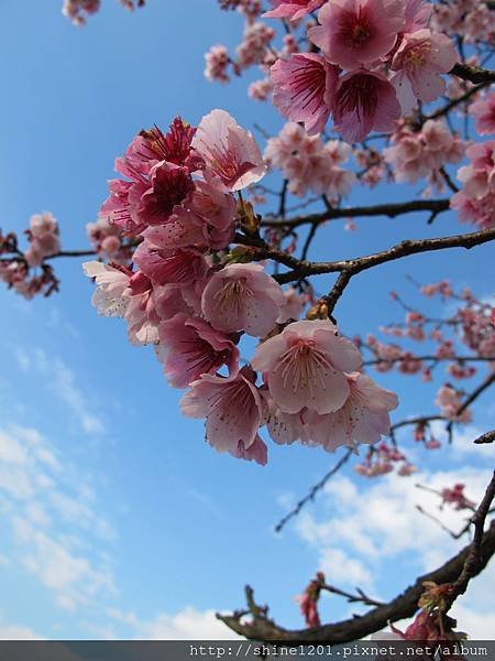 陽明山賞櫻花【平菁街42巷賞櫻花】