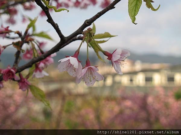 陽明山賞櫻花【平菁街42巷賞櫻花】