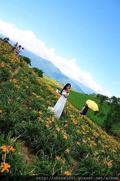  花蓮六十石山金針花海