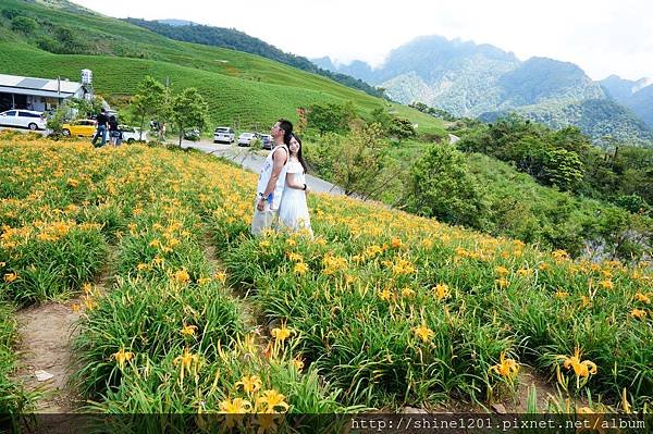  花蓮六十石山金針花海