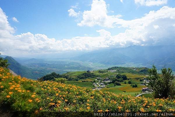  花蓮六十石山金針花海