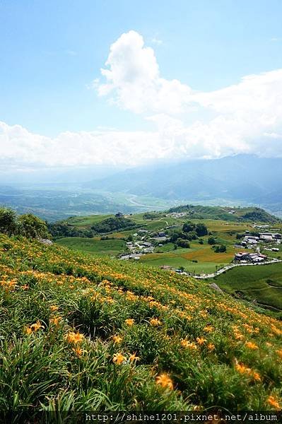  花蓮六十石山金針花海