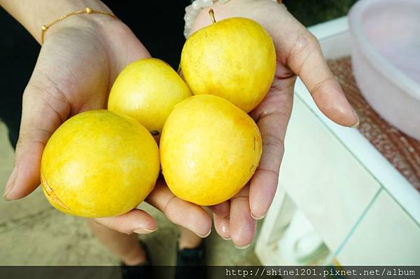 和平鄉青葉農場附近採果趣【採水蜜桃、皇帝李】台中縣和平鄉中興路二段53之19號