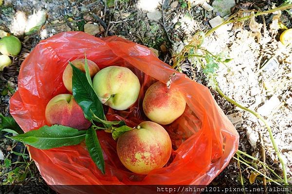 和平鄉青葉農場附近採果趣【採水蜜桃、皇帝李】台中縣和平鄉中興路二段53之19號