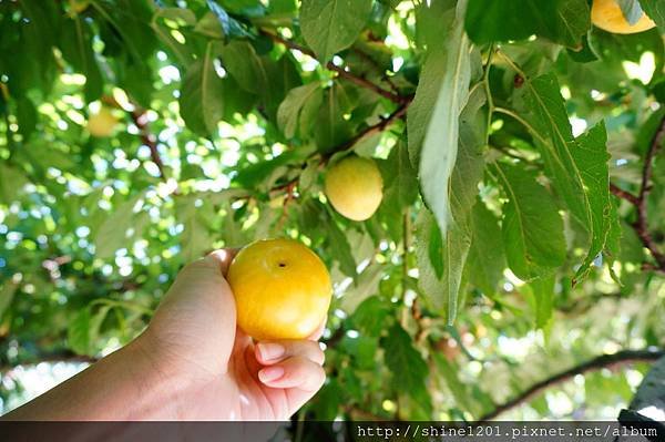 和平鄉青葉農場附近採果趣【採水蜜桃、皇帝李】台中縣和平鄉中興路二段53之19號