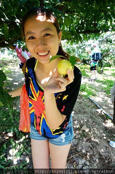 和平鄉青葉農場附近採果趣【採水蜜桃、皇帝李】台中縣和平鄉中興路二段53之19號