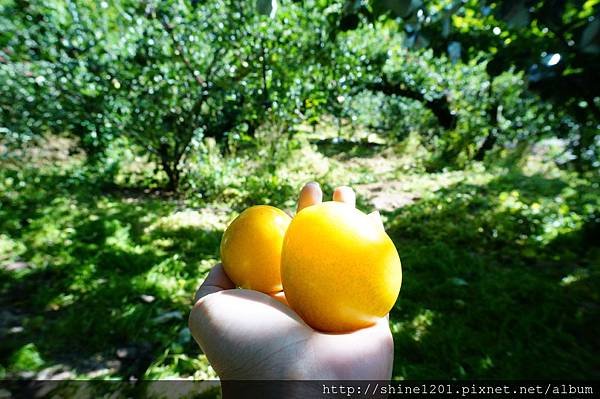 和平鄉青葉農場附近採果趣【採水蜜桃、皇帝李】台中縣和平鄉中興路二段53之19號