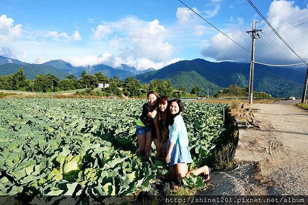 和平鄉青葉農場附近採果趣【採水蜜桃、皇帝李】台中縣和平鄉中興路二段53之19號