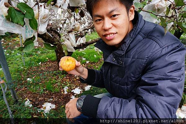 梨山採果 尚品果園  採雪梨、蜜蘋果