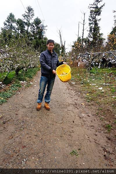 梨山採果 尚品果園  採雪梨、蜜蘋果