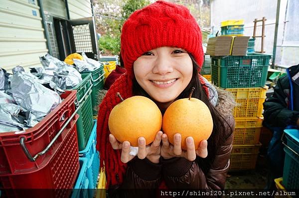 【梨山採果】尚品果園採果趣- 現採多汁雪梨、甜甜蜜蘋果