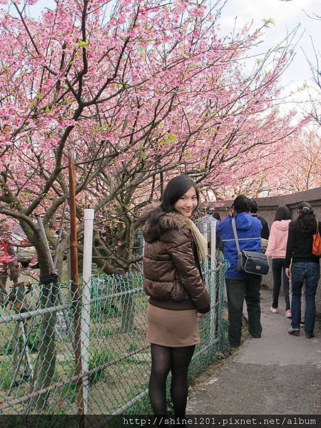 陽明山櫻花季【平菁街42巷】