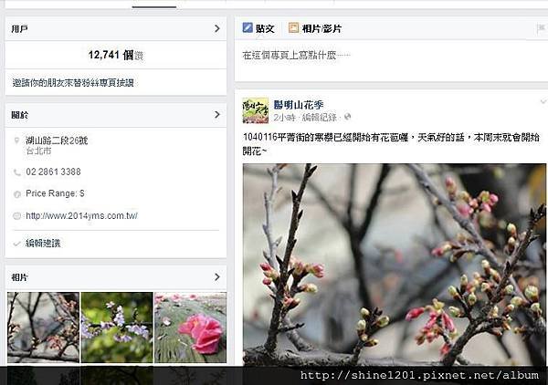 陽明山櫻花季【平菁街42巷】粉紅佳人