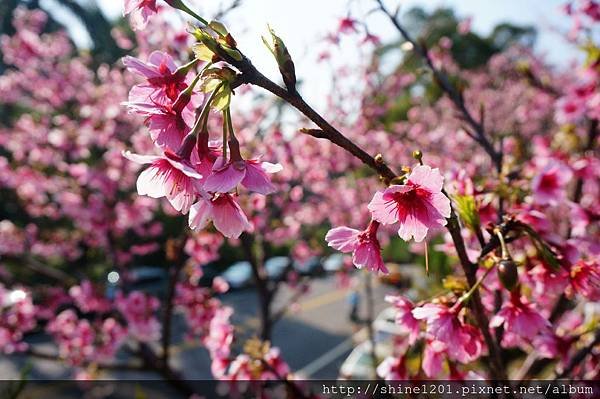 【新店烏來賞櫻】【新店花園新城櫻花】新北市櫻花季2015/1/24花況