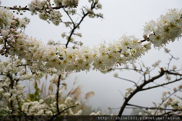 【苗栗採草莓】訪泰安石水坊高山冷草莓二訪  無敵美景採苺體驗