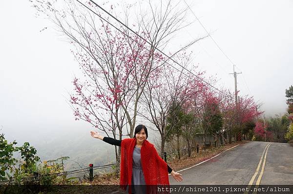 【苗栗採草莓】訪泰安石水坊高山冷草莓二訪  無敵美景採苺體驗