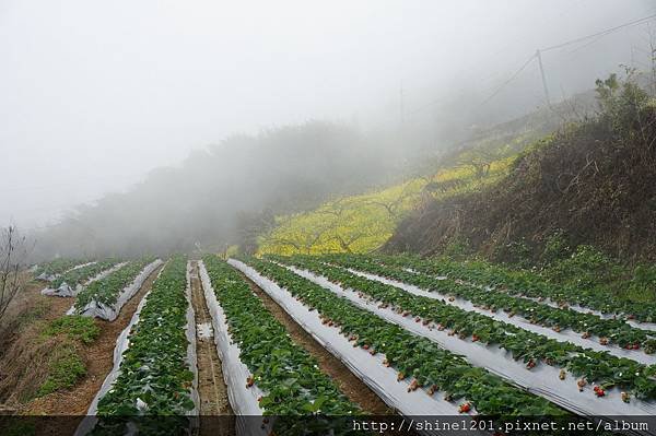 【苗栗採草莓】訪泰安石水坊高山冷草莓二訪  無敵美景採苺體驗