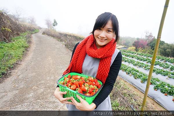 【苗栗採草莓】訪泰安石水坊高山冷草莓二訪  無敵美景採苺體驗