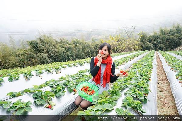 【苗栗採草莓】訪泰安石水坊高山冷草莓二訪  無敵美景採苺體驗