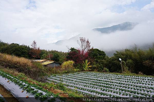 【苗栗採草莓】訪泰安石水坊高山冷草莓二訪  無敵美景採苺體驗