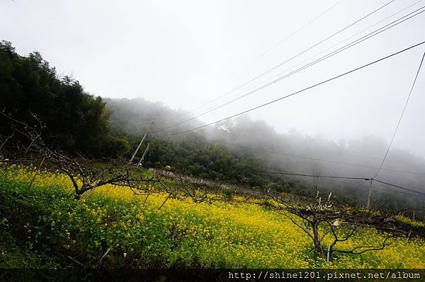 【苗栗採草莓】訪泰安石水坊高山冷草莓二訪  無敵美景採苺體驗