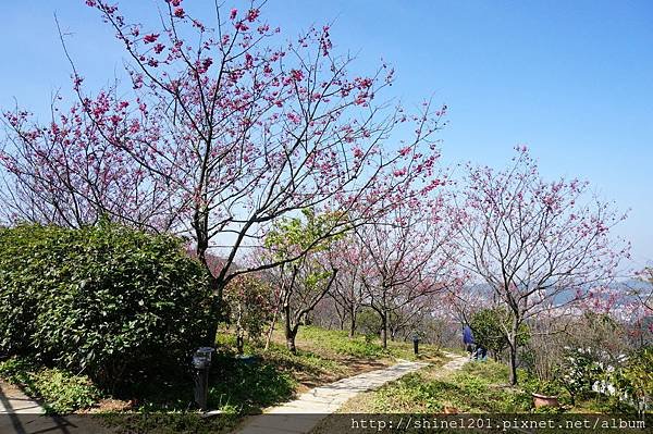 【新店賞櫻】騰龍御櫻 新店木柵線千株櫻花林2015/2/13櫻花花況