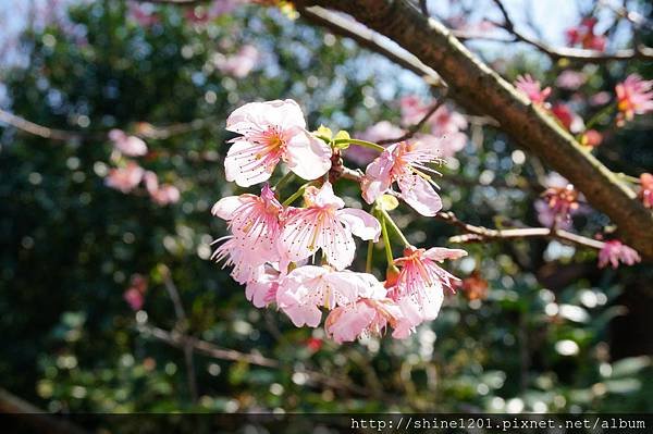 【新店賞櫻】騰龍御櫻 新店木柵線千株櫻花林2015/2/13櫻花花況